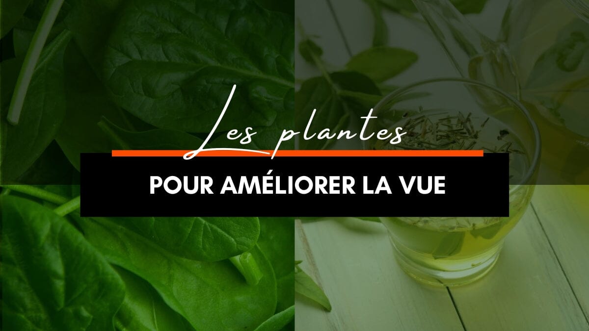 Plante pour améliorer la vue et diminuer la fatigue des écrans